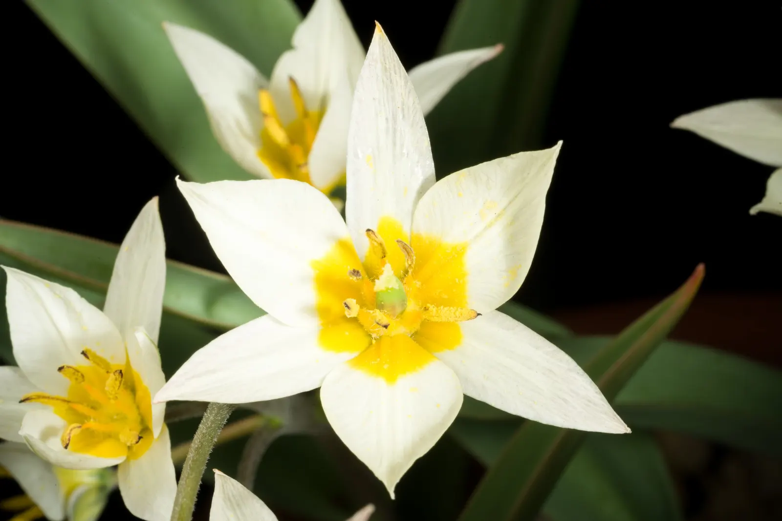 Botanical Tulip (Tulipa Turkestanica) — open wide under the sun\'s embrace; "Tulipa turkestanica" boasts multiple flowers per stem (up to 12), image 180