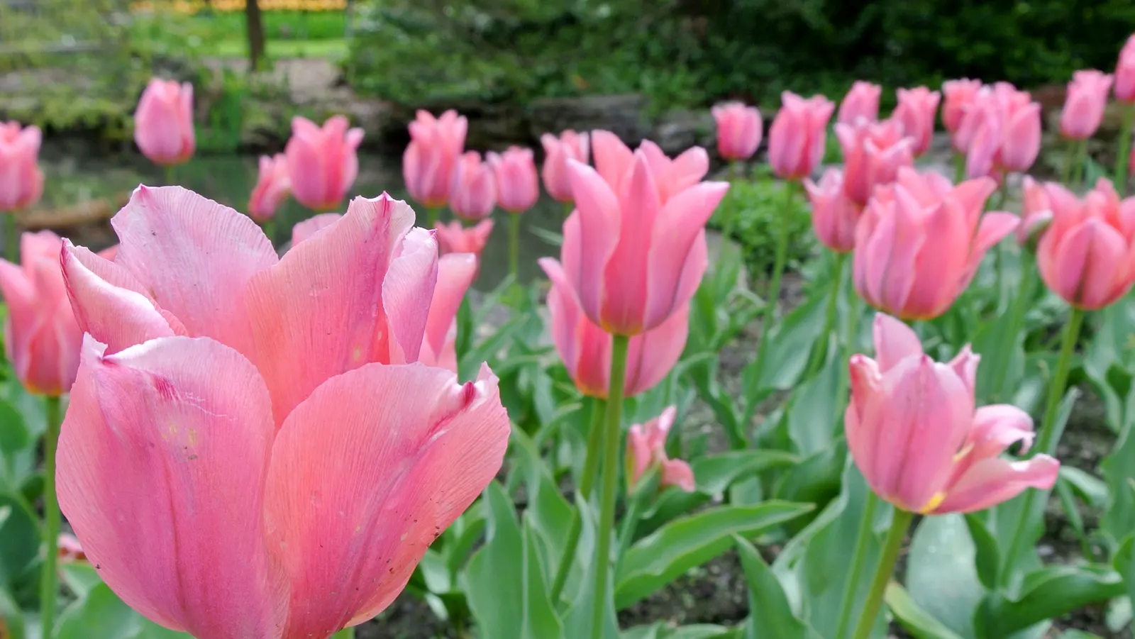 Botanical Tulip (Tulipa Turkestanica) — It\'s also an ideal choice for individuals seeking a natural; this charming species tulip is known for its, image 102