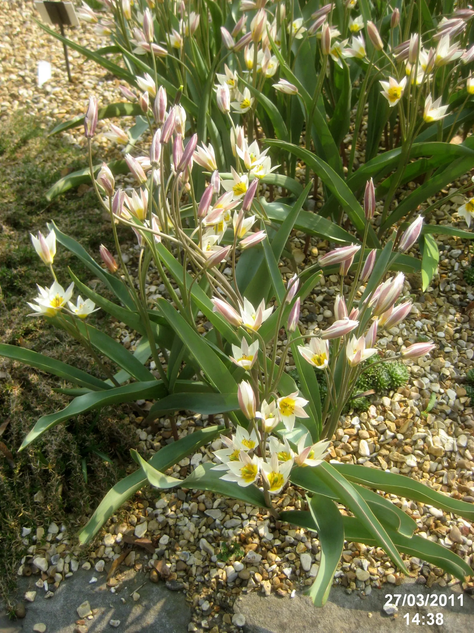 Botanical Tulip (Tulipa Turkestanica) — bulb for full or half