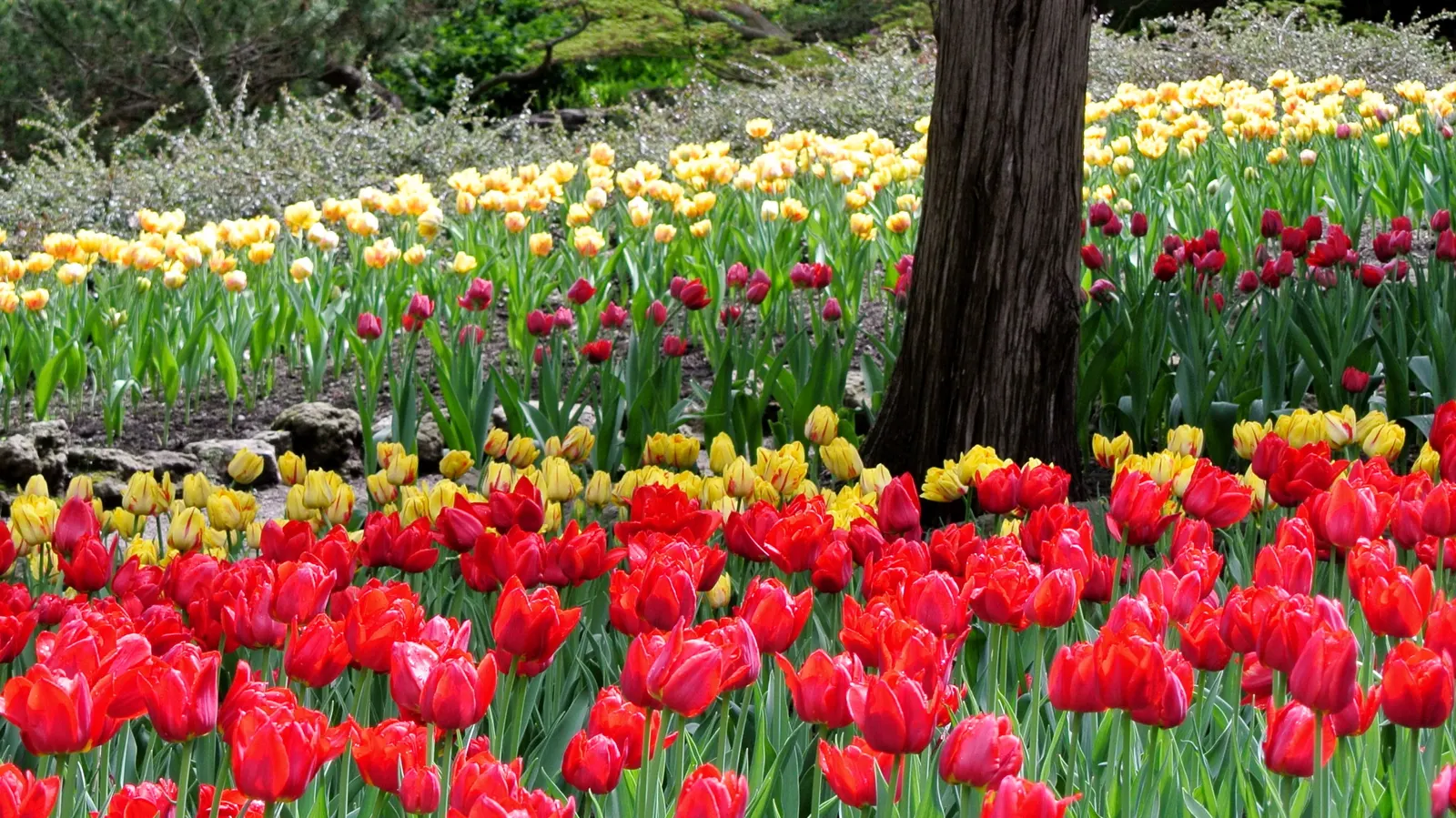 Botanical Tulip (Tulipa Turkestanica) — this diminutive tulip requires a well-drained soil medium that mimics its native rocky habitats; is a, image 175