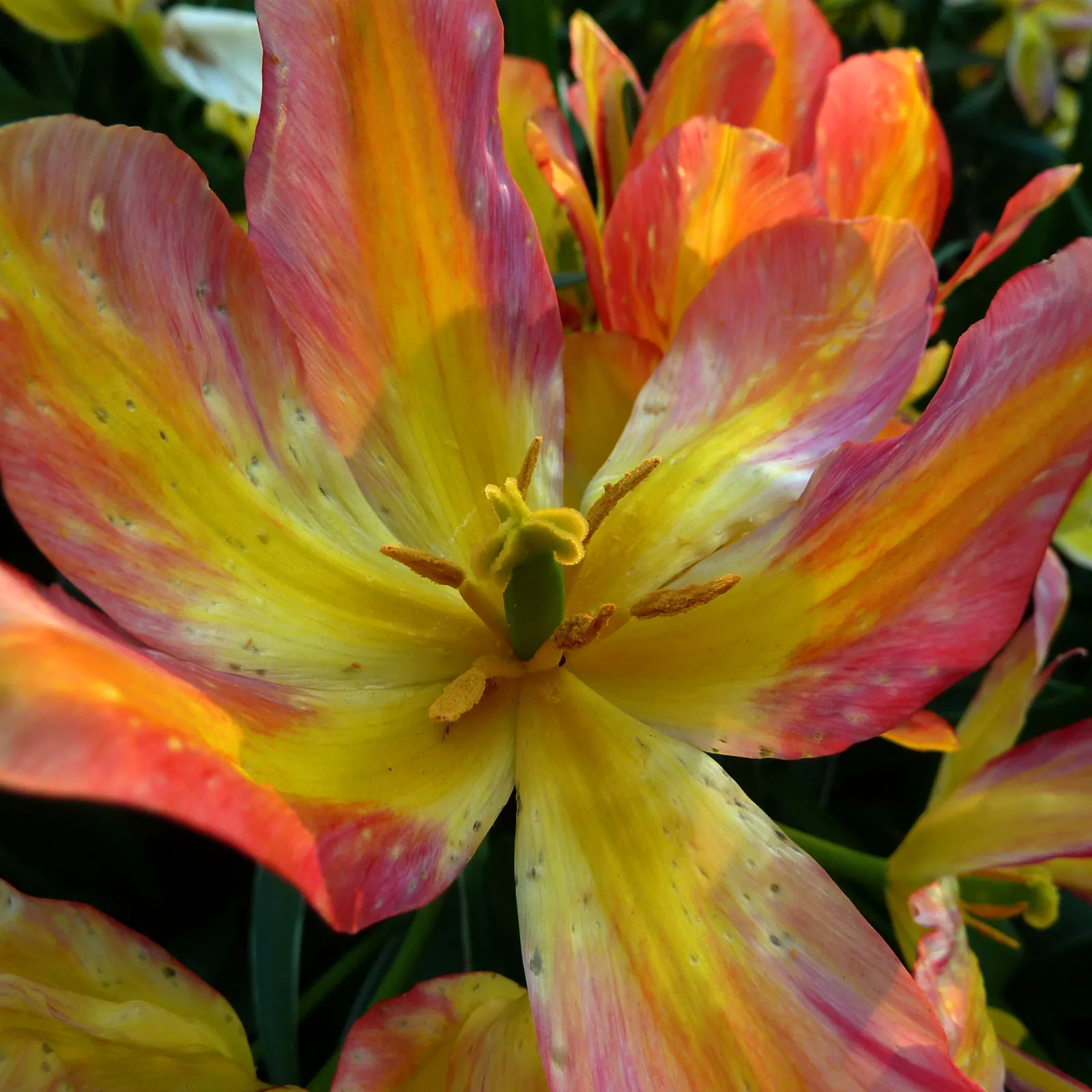 Botanical Tulip (Tulipa Turkestanica) — and naturalized areas.<br><br>Growing to an approximate height of 6-10 inches; bulb for full or half