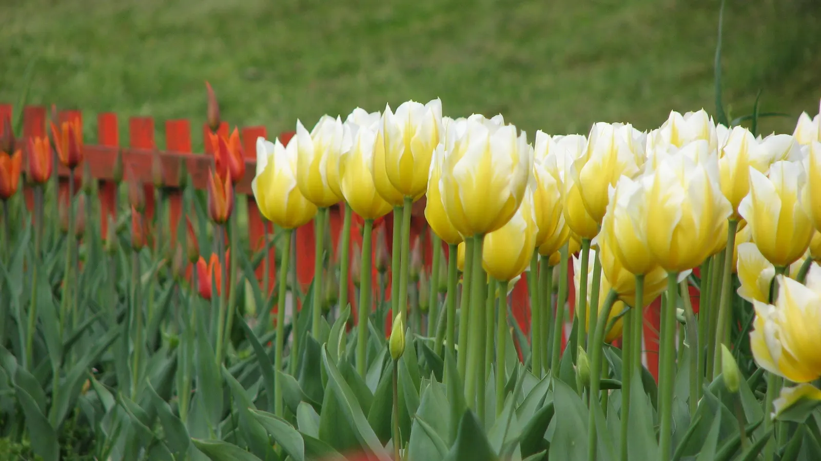 Botanical Tulip (Tulipa Turkestanica) — and is particularly suited to rock gardens