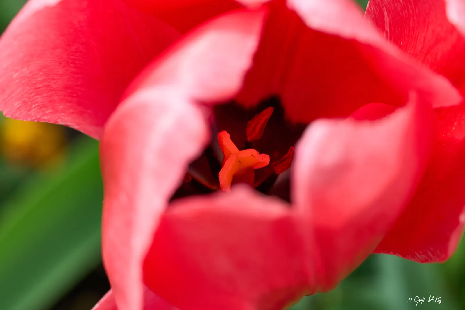 Botanical Tulip (Tulipa Turkestanica) — is a species native to Central Asia; the Botanical Tulip is relatively deer and rodent-resistant, image 169