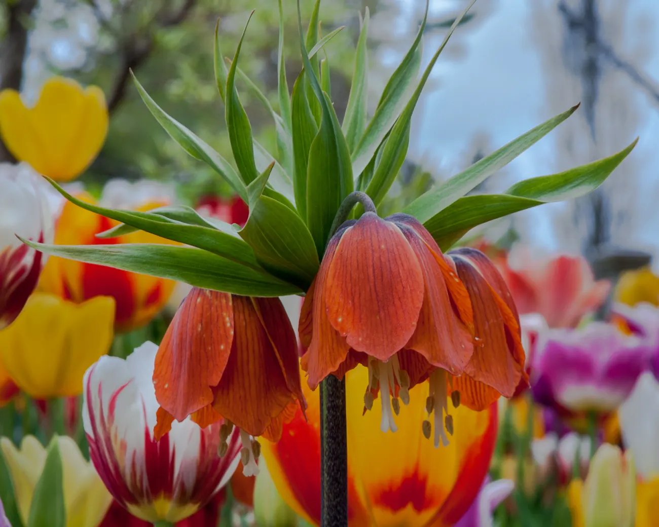 Botanical Tulip (Tulipa Turkestanica) — this diminutive tulip requires a well-drained soil medium that mimics its native rocky habitats