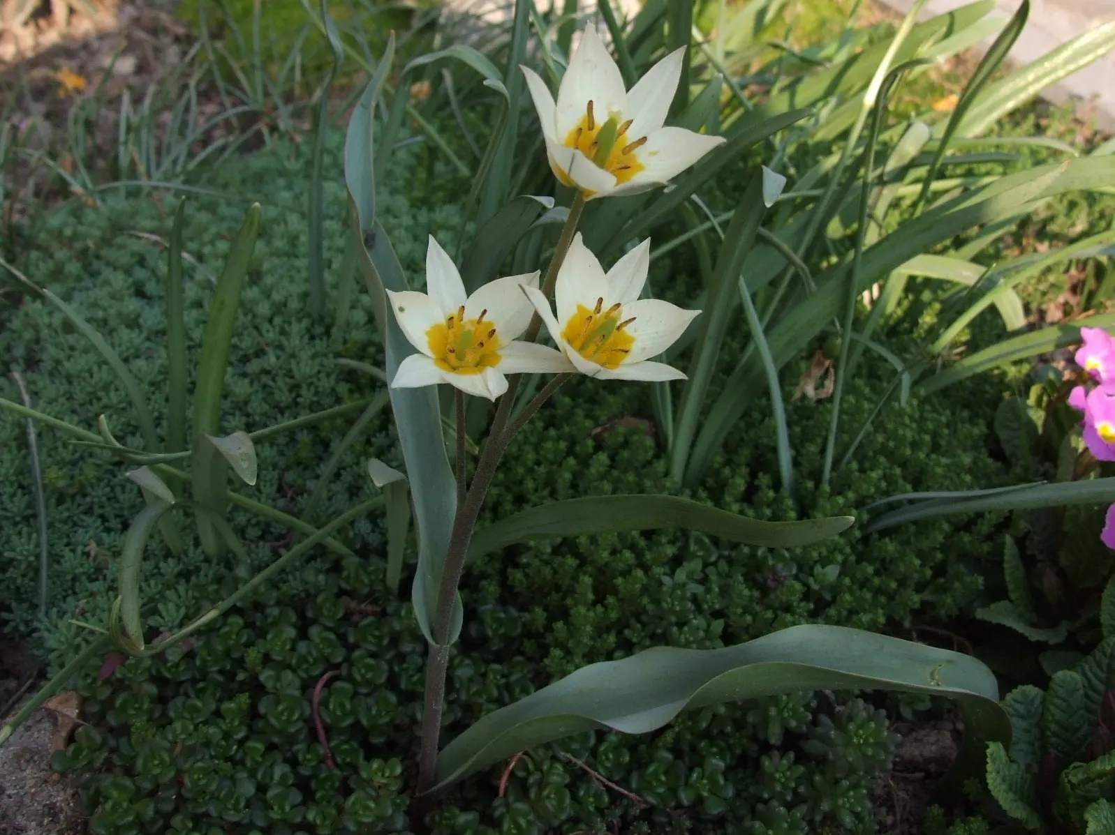 Botanical Tulip (Tulipa Turkestanica) — open wide under the sun\'s embrace; "Tulipa turkestanica" boasts multiple flowers per stem (up to 12), image 126