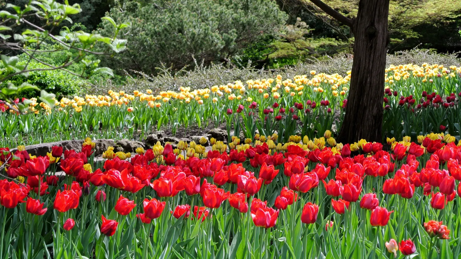 Botanical Tulip (Tulipa Turkestanica) — bringing a profusion of delicate blooms year after year; it boasts 1-12 star-shaped, cream to white flowers, image 132