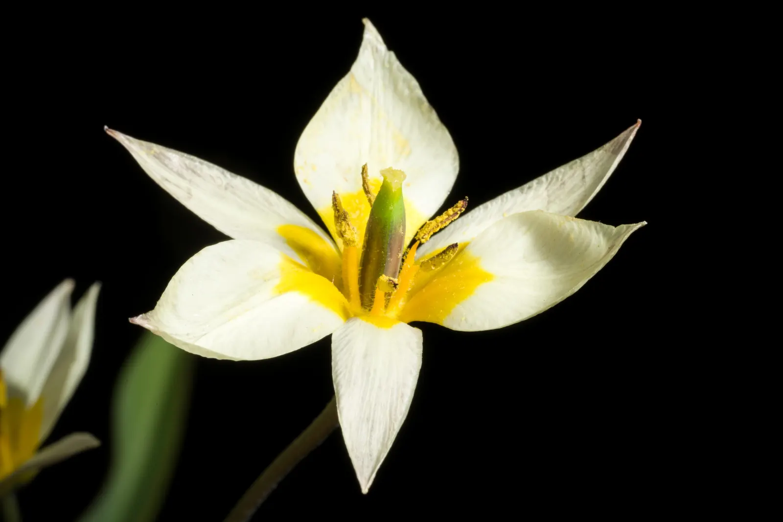 Botanical Tulip (Tulipa Turkestanica) — adorned with a yellow base