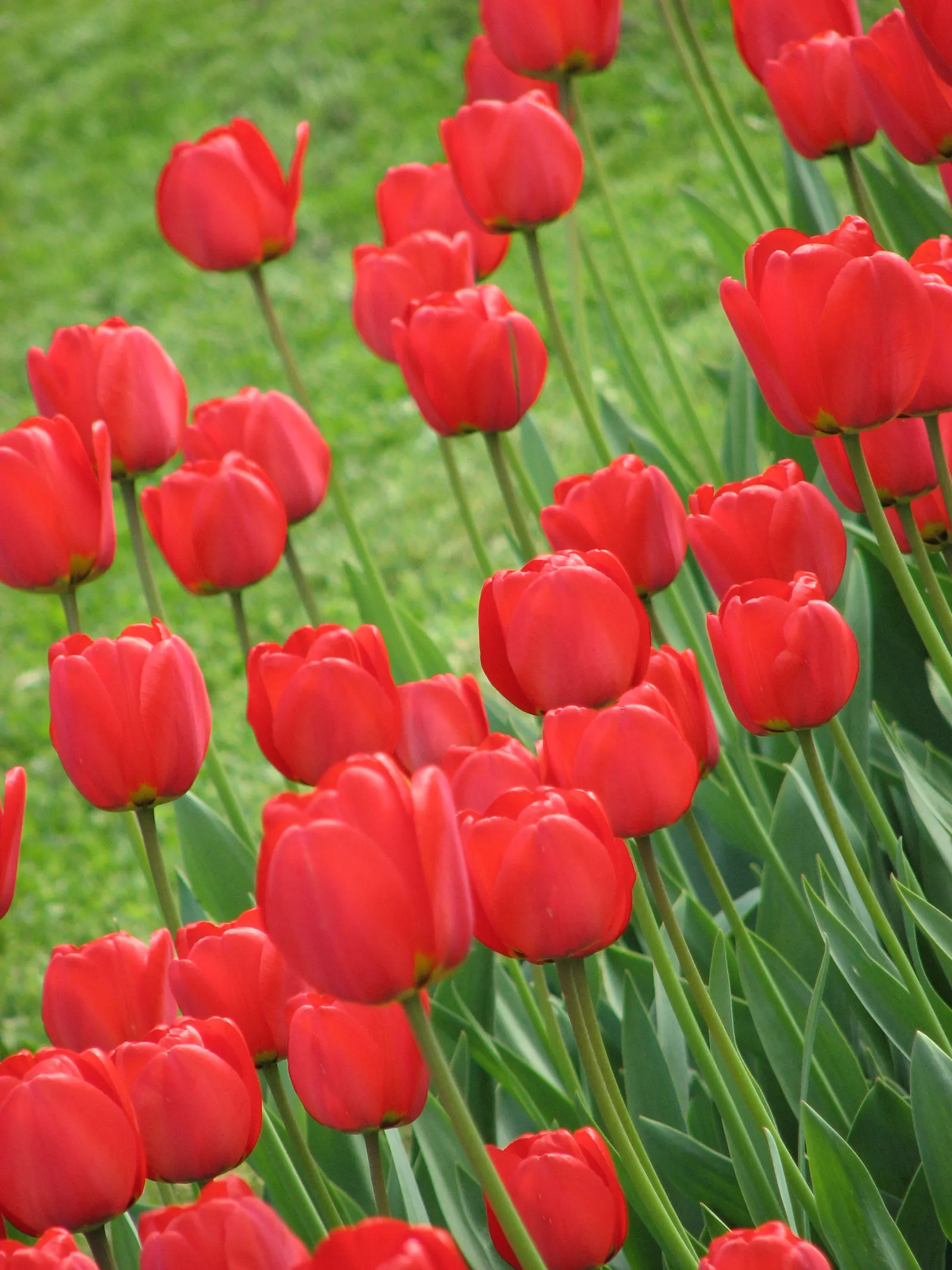 Botanical Tulip (Tulipa Turkestanica) — as it tends to self-seed and multiply, image 185