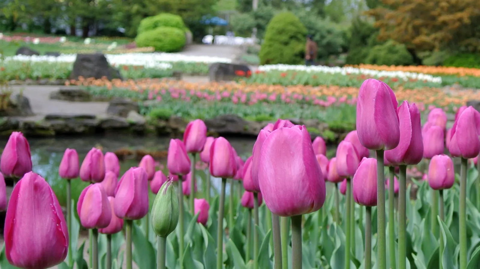 Botanical Tulip (Tulipa Turkestanica) — Thrives in full sun to partial shade, requiring well-drained soil; white and yellow flowers in the garden, image 166