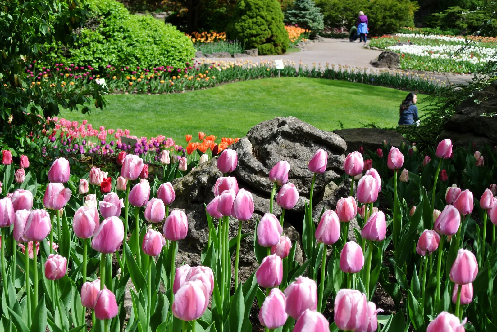 Botanical Tulip (Tulipa Turkestanica) — this diminutive tulip requires a well-drained soil medium that mimics its native rocky habitats; is a species native to