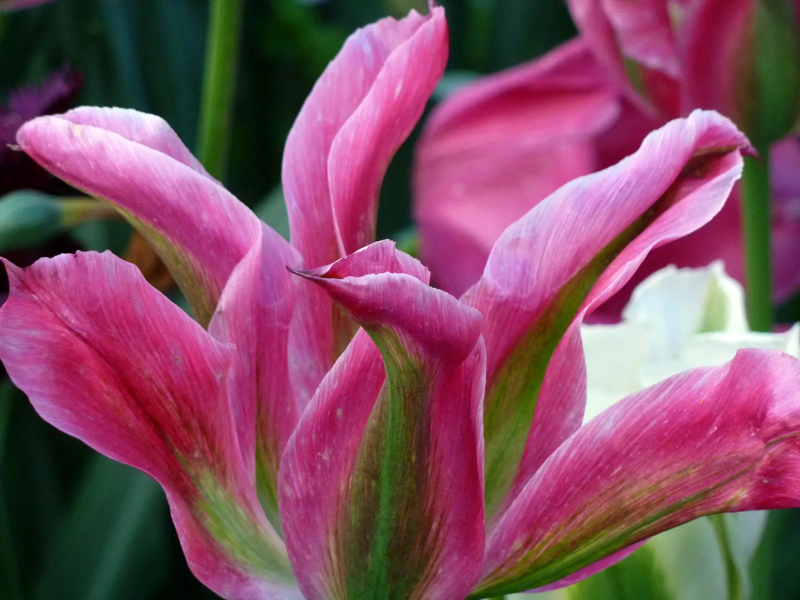 Botanical Tulip (Tulipa Turkestanica) — lending a touch of wild beauty to the cultivated garden landscape; bulb with white and yellow blooms, image 116