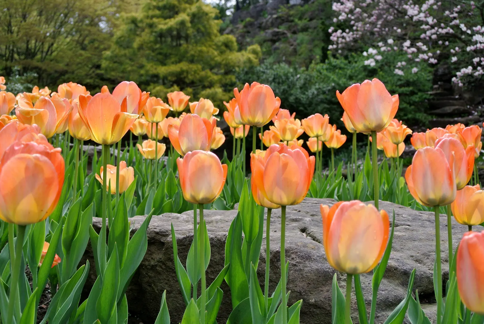 Botanical Tulip (Tulipa Turkestanica) — Tulipa turkestanica, or Botanical Tulip, is a delightful spring perennial, thriving in USDA zones 3-8, image 109