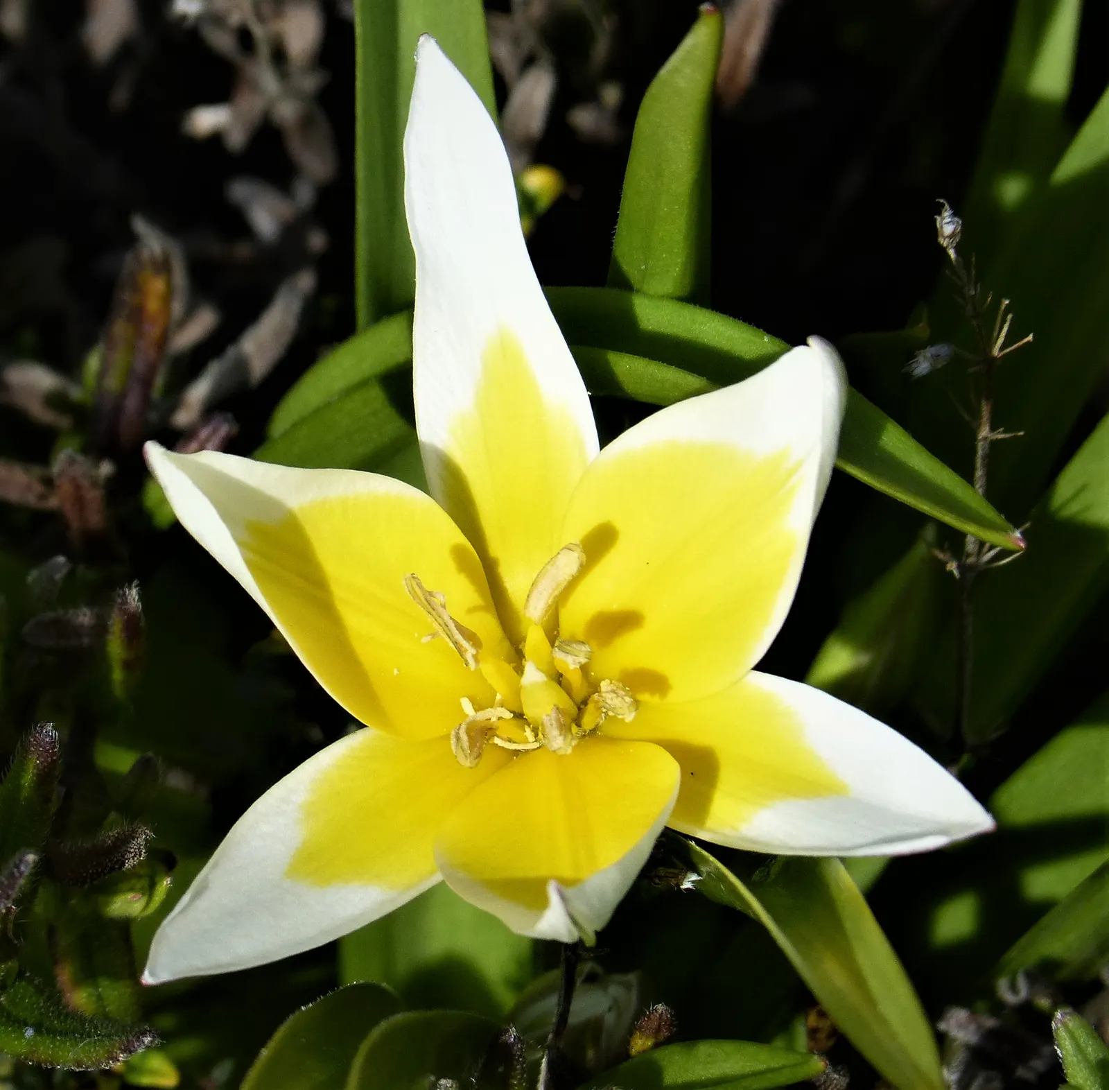 Botanical Tulip (Tulipa Turkestanica) — almost untamed look within their cultivated space; each flower measuring about 1.5-2 inches in diameter, image 76
