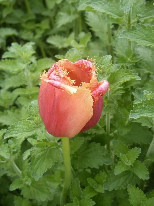 Botanical Tulip (Tulipa Turkestanica) — It boasts 1-12 star-shaped, cream to white flowers with a yellow center per stem; open wide under the sun\'s embrace