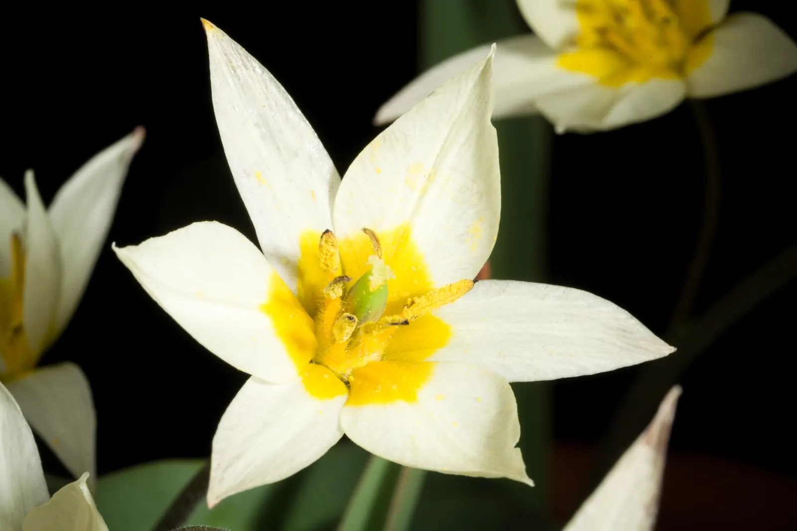 Botanical Tulip (Tulipa Turkestanica) — bulb for full or half; bringing a profusion of delicate blooms year after year, image 189
