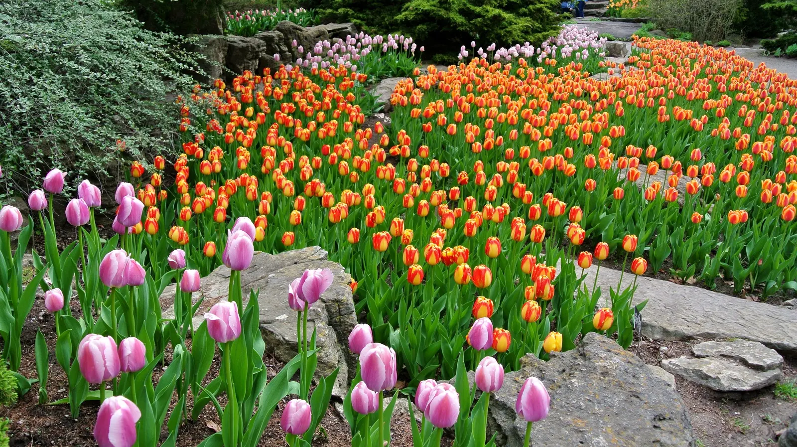 Botanical Tulip (Tulipa Turkestanica) — each flower measuring about 1.5-2 inches in diameter
