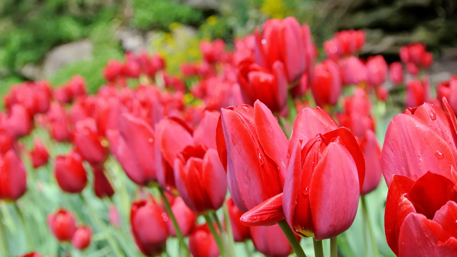 Botanical Tulip (Tulipa Turkestanica) — bringing a profusion of delicate blooms year after year; it boasts 1-12 star-shaped, cream to white flowers, image 159