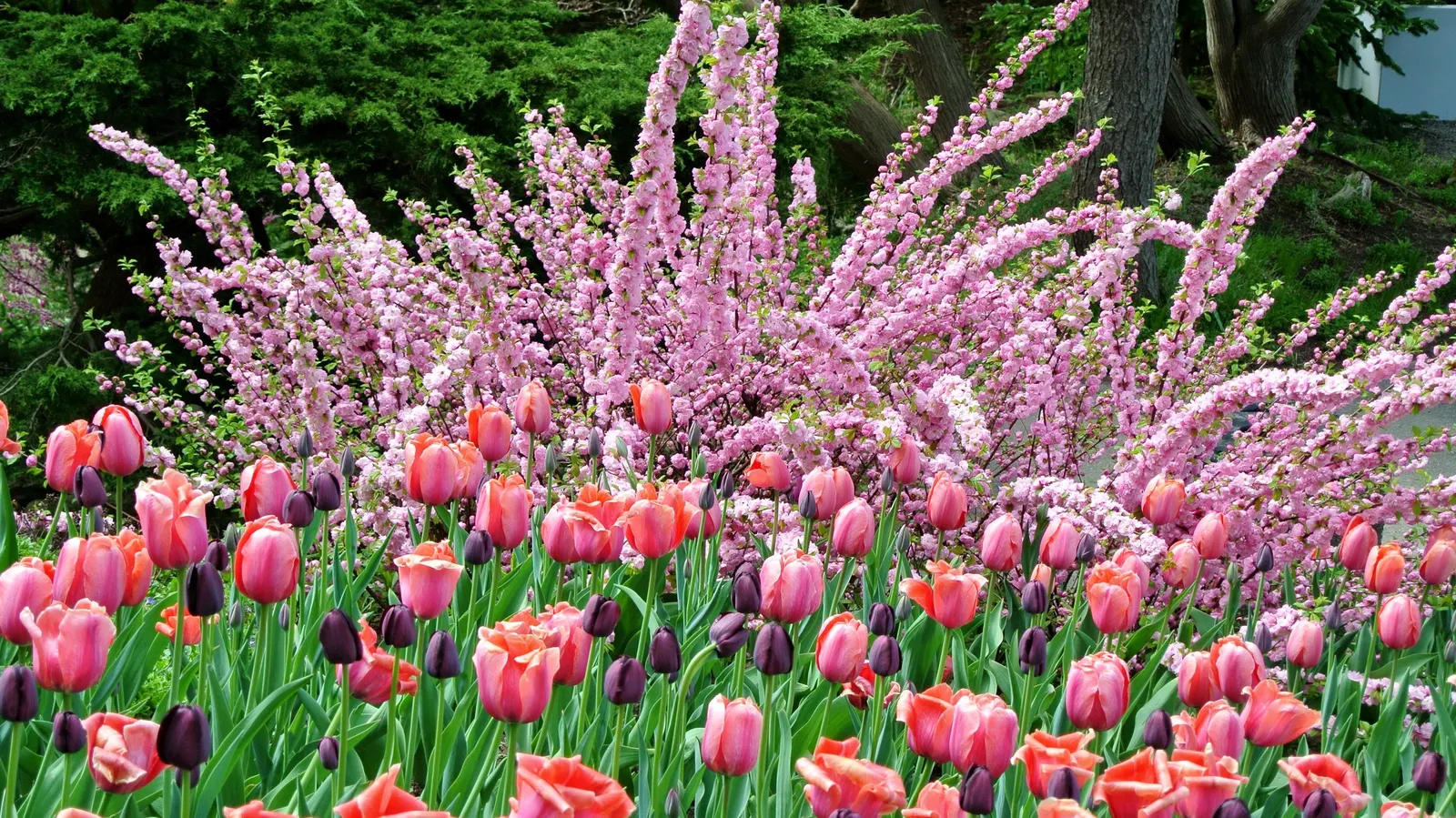 Botanical Tulip (Tulipa Turkestanica) — Thrives in full sun to partial shade, requiring well-drained soil; white and yellow flowers in the garden