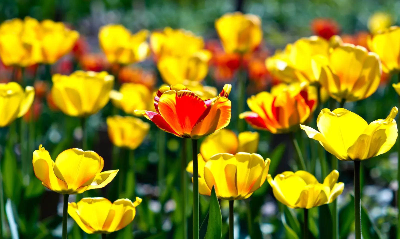 Botanical Tulip (Tulipa Turkestanica) — each flower measuring about 1.5-2 inches in diameter; tulipa turkestanica, or Botanical Tulip, is a, image 70