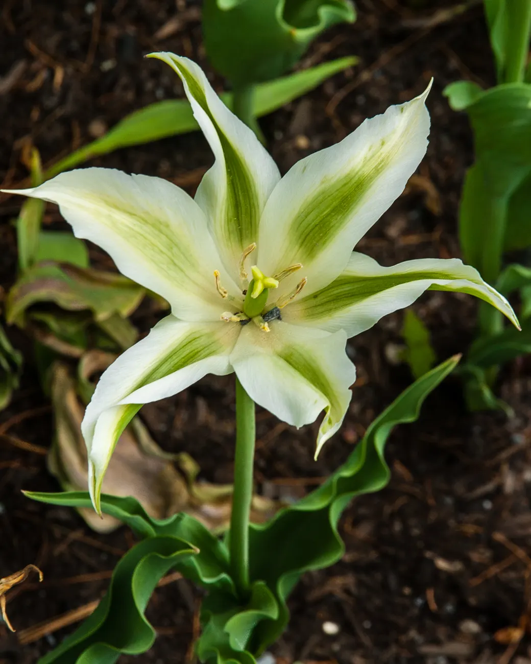 Botanical Tulip (Tulipa Turkestanica) — The Botanical Tulip is relatively deer and rodent-resistant; almost untamed look within their cultivated, image 127