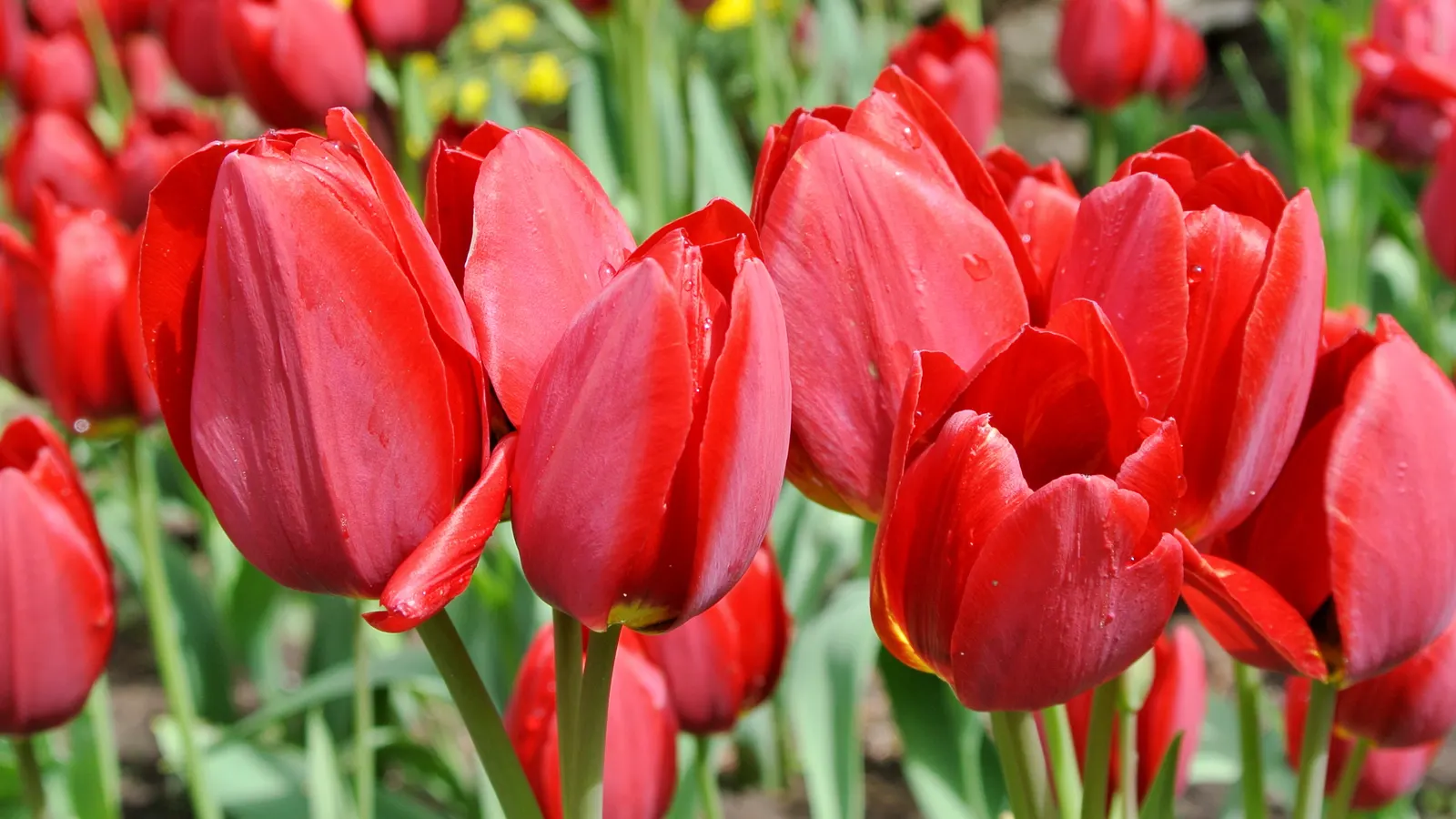 Botanical Tulip (Tulipa Turkestanica) — almost untamed look within their cultivated space; each flower measuring about 1.5-2 inches in diameter, image 184