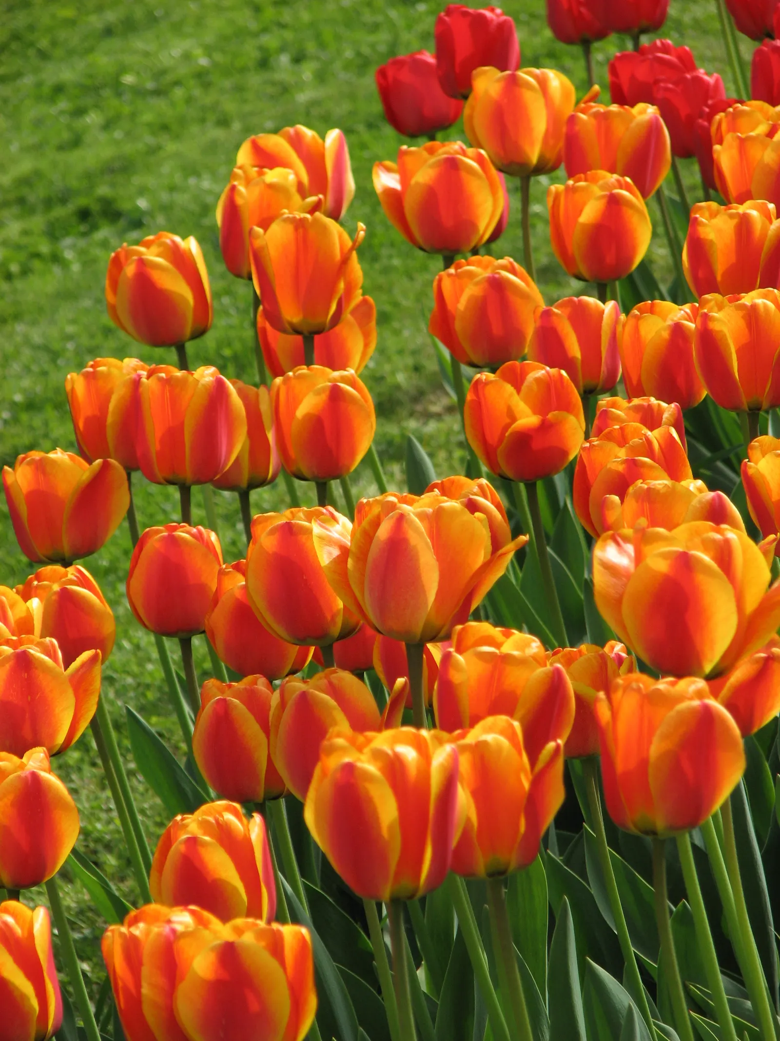 Botanical Tulip (Tulipa Turkestanica) — and is particularly suited to rock gardens; making it an excellent selection for areas where such pests are a concern