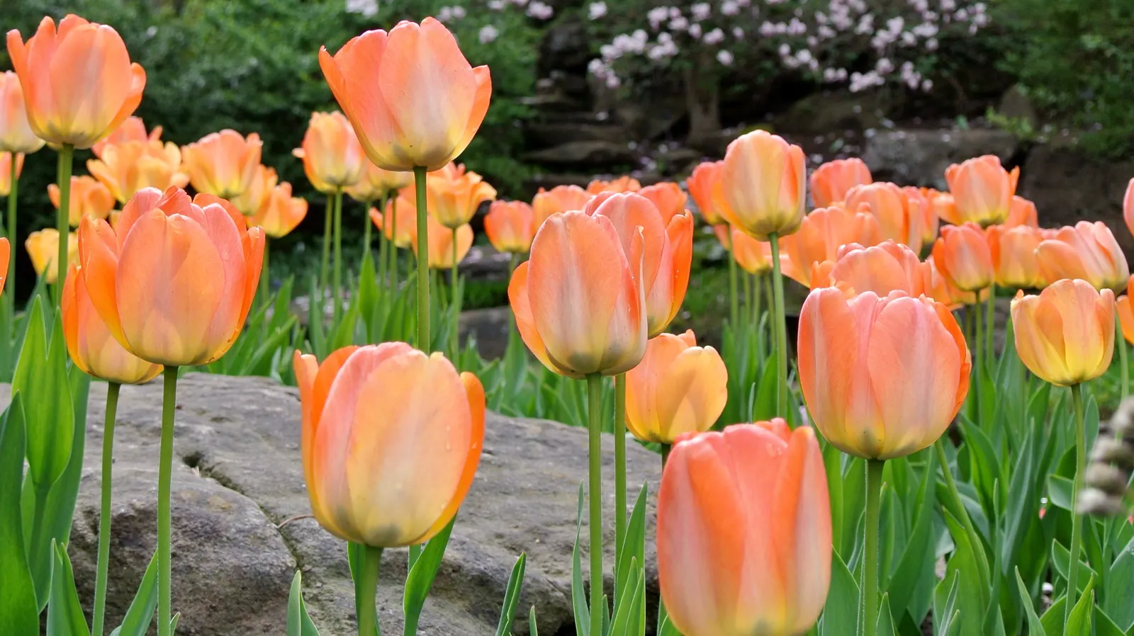 Botanical Tulip (Tulipa Turkestanica) — Tulipa turkestanica, or Botanical Tulip, is a delightful spring perennial, thriving in USDA zones 3-8, image 82