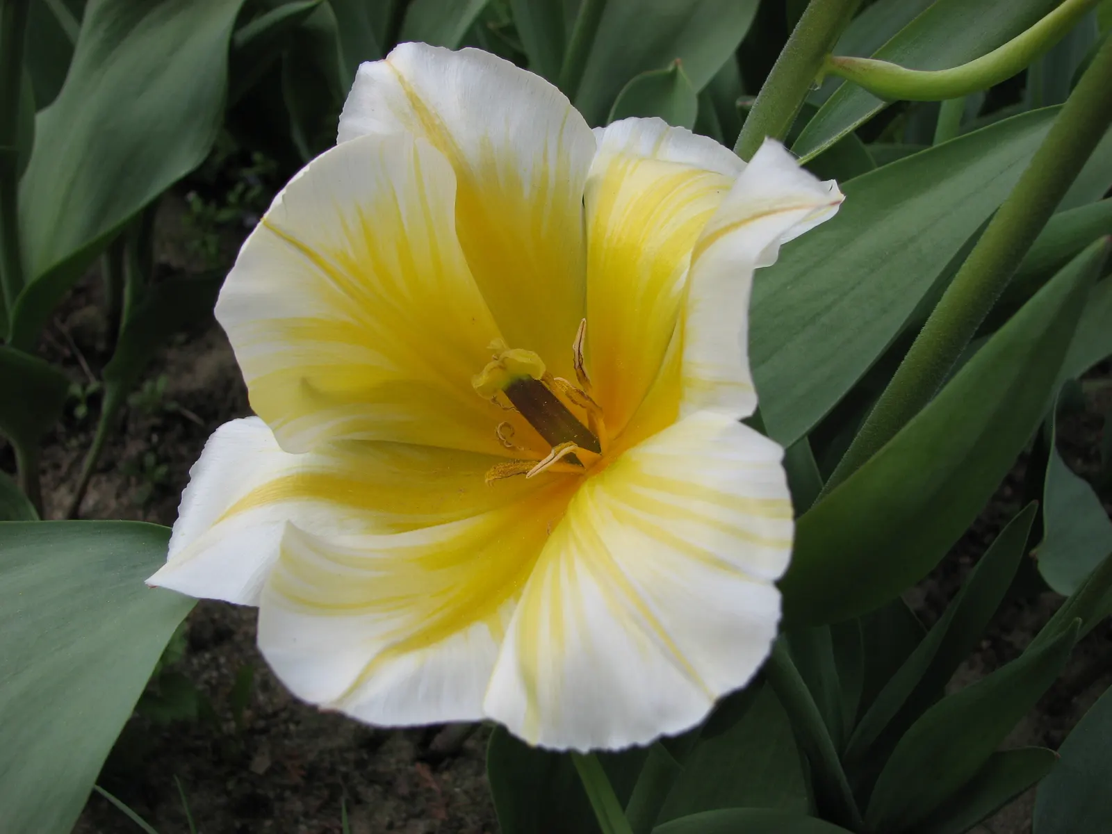 Botanical Tulip (Tulipa Turkestanica) — "Tulipa turkestanica" boasts multiple flowers per stem (up to 12); it\'s also an ideal choice for, image 96