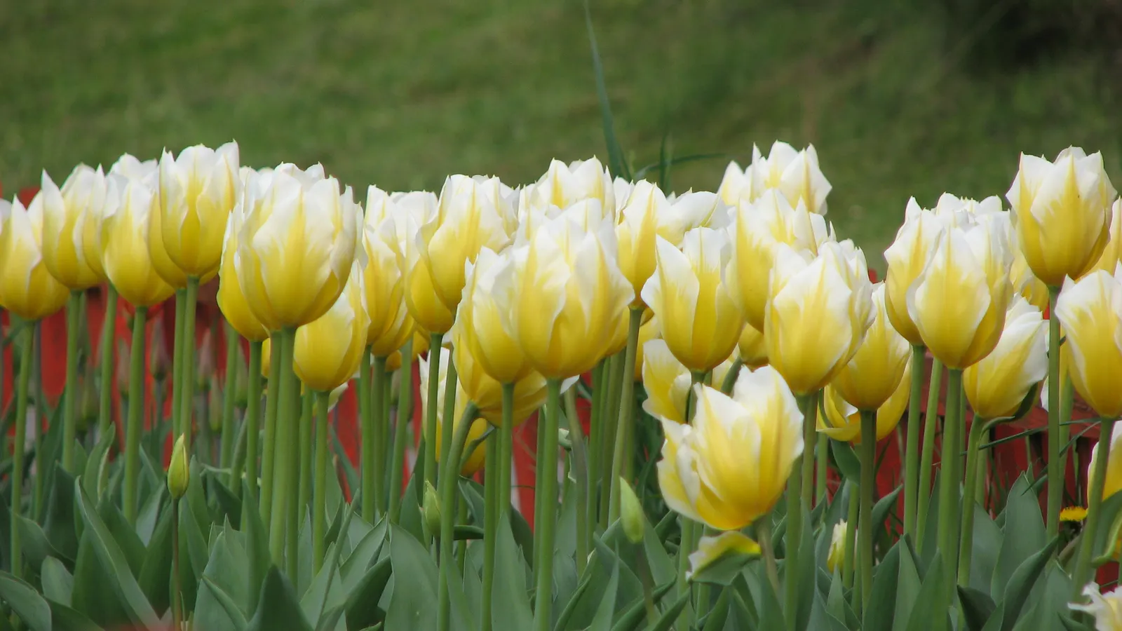 Botanical Tulip (Tulipa Turkestanica) — and is particularly suited to rock gardens; making it an excellent selection for areas where such pests are, image 146
