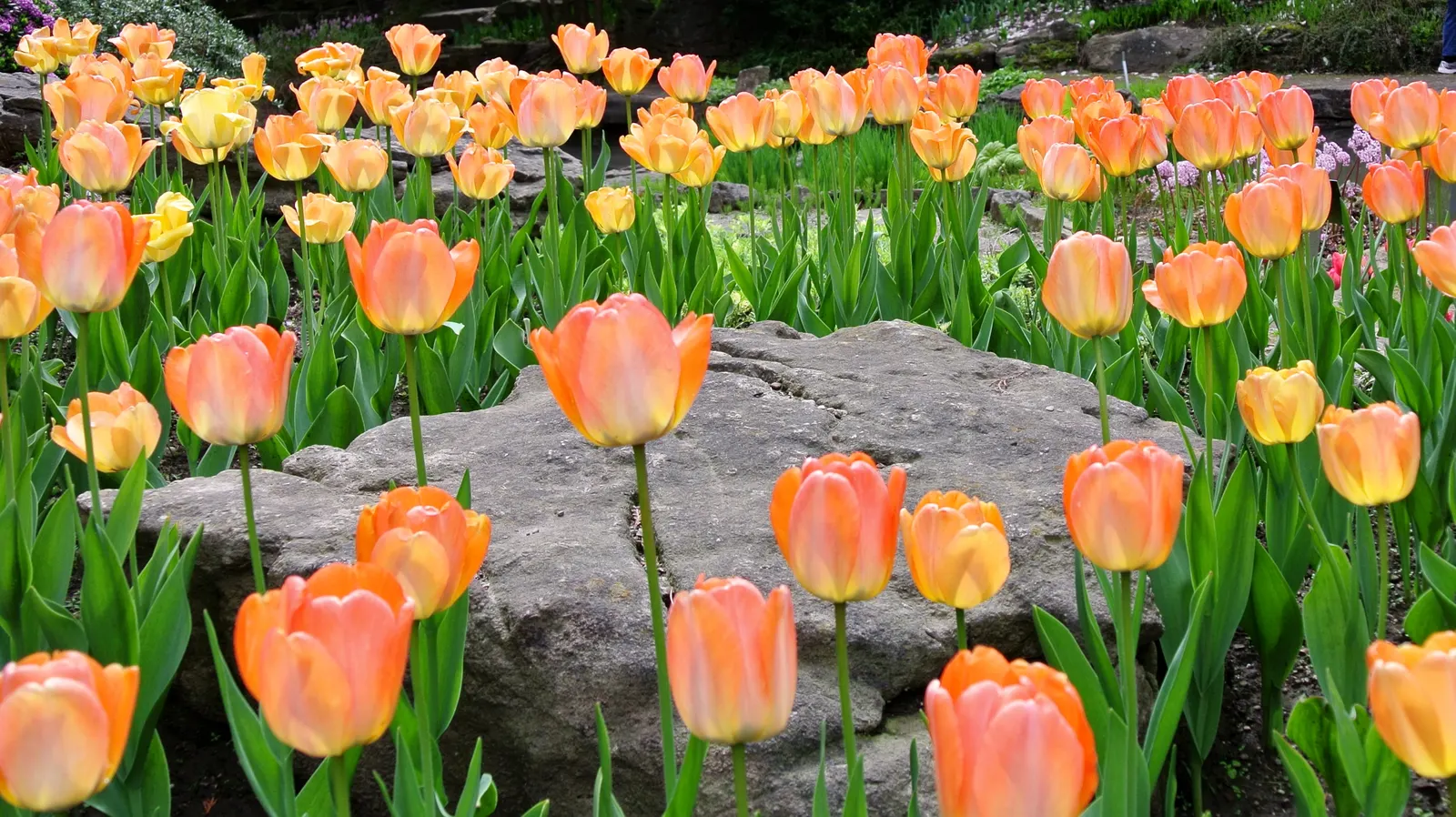 Botanical Tulip (Tulipa Turkestanica) — each flower measuring about 1.5-2 inches in diameter; tulipa turkestanica, or Botanical Tulip, is a, image 97