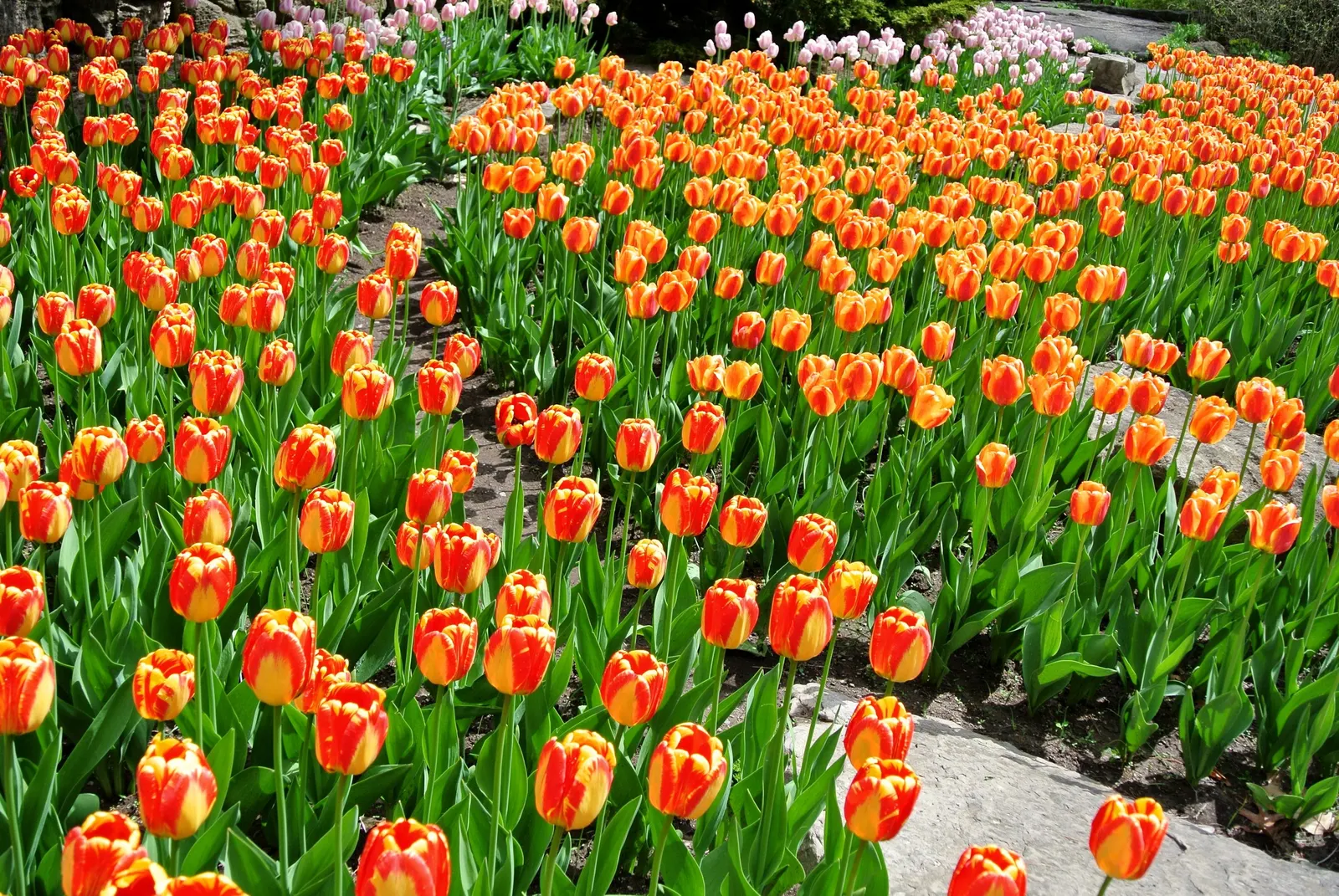 Botanical Tulip (Tulipa Turkestanica) — Thrives in full sun to partial shade, requiring well-drained soil; white and yellow flowers in the garden, image 85