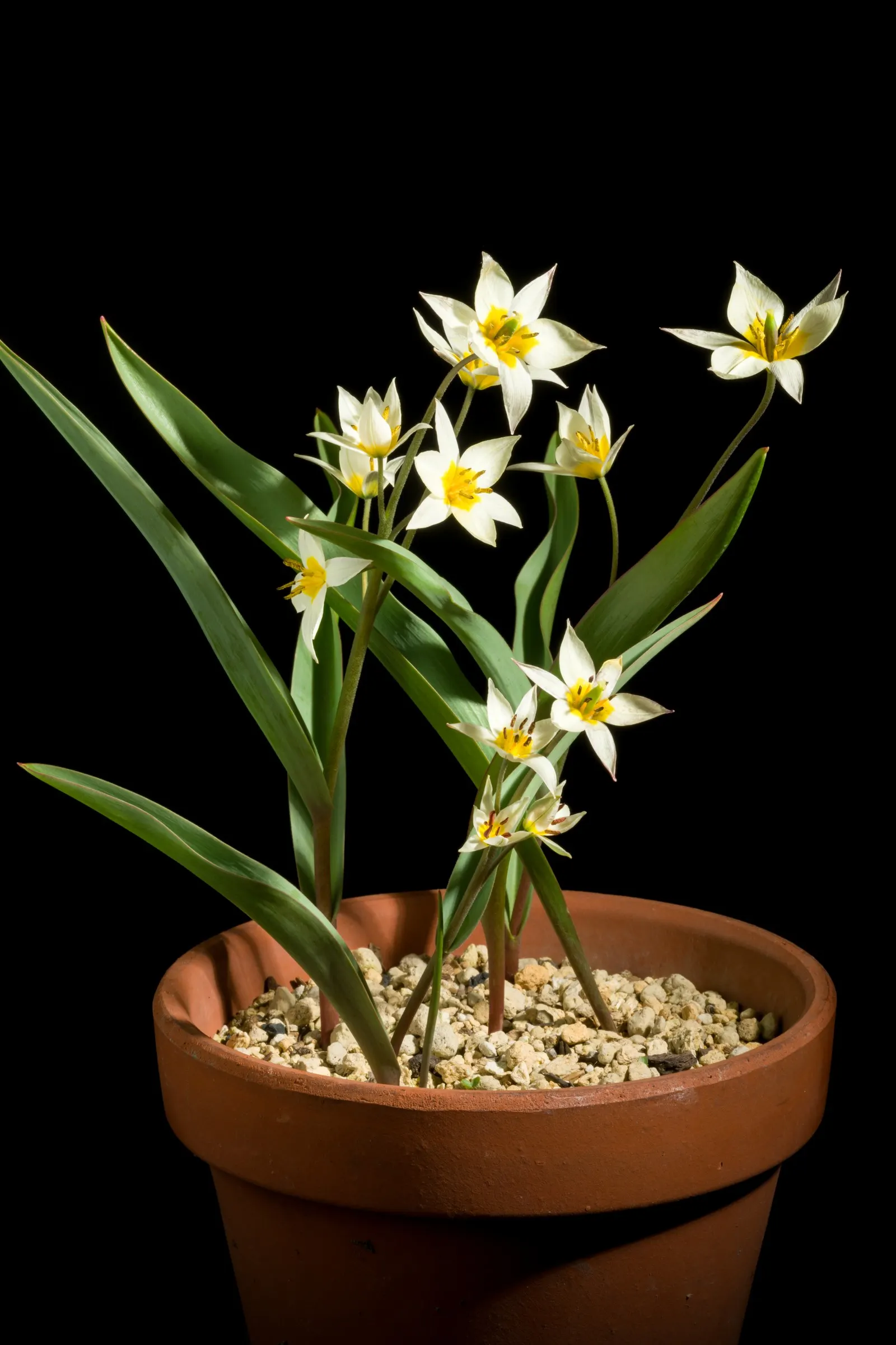 Botanical Tulip (Tulipa Turkestanica) — A low-maintenance, drought-tolerant early bloomer; and naturalized areas.<br><br>Growing to an approximate, image 168