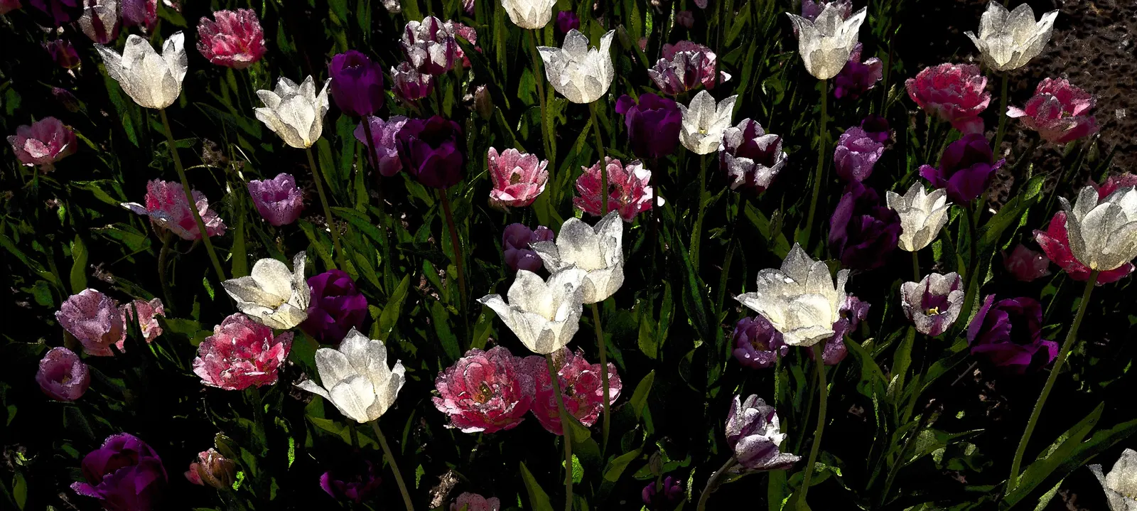 Botanical Tulip (Tulipa Turkestanica) — The Botanical Tulip is relatively deer and rodent-resistant; almost untamed look within their cultivated, image 181