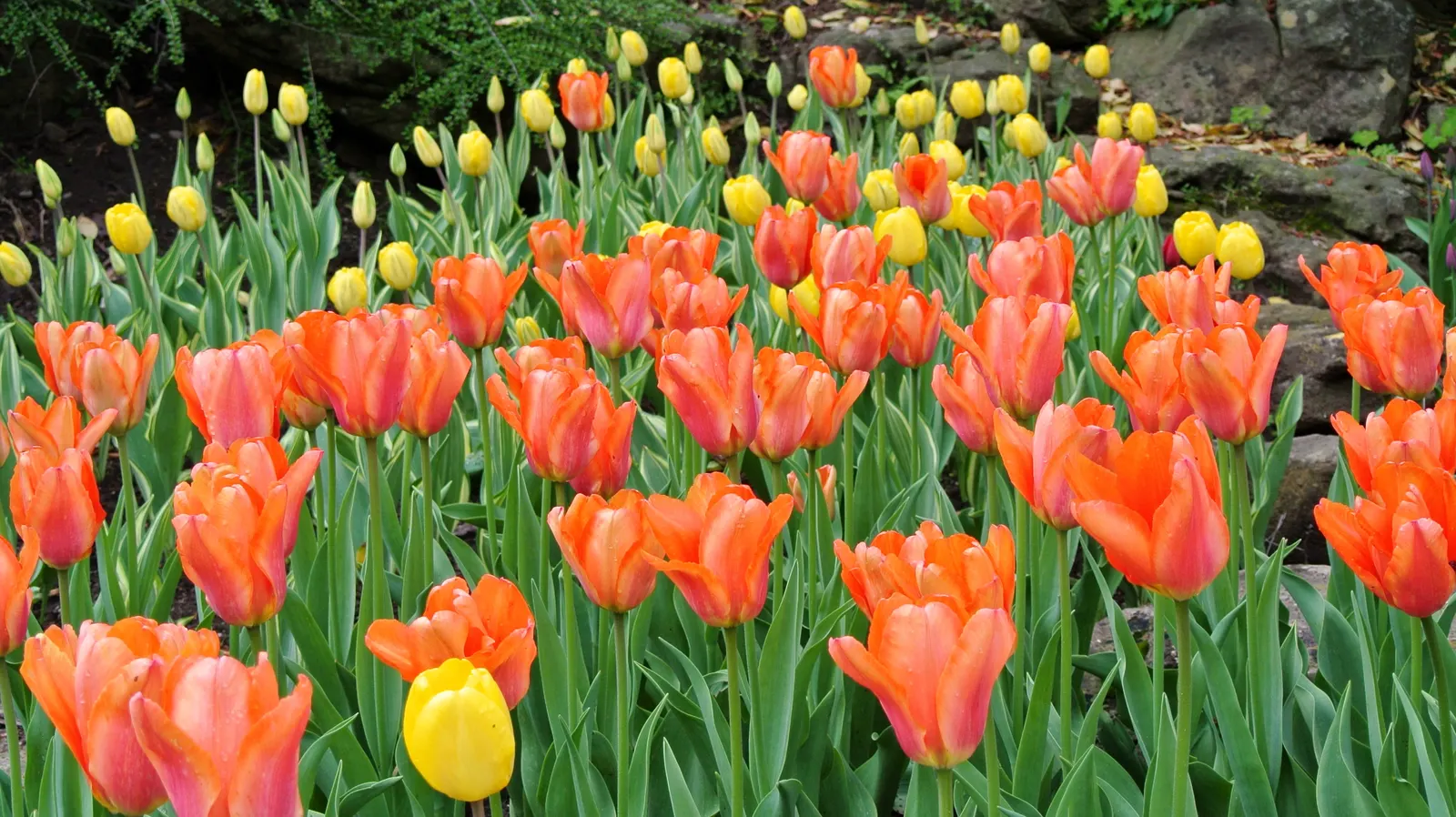 Botanical Tulip (Tulipa Turkestanica) — "Tulipa turkestanica" boasts multiple flowers per stem (up to 12); it\'s also an ideal choice for, image 69