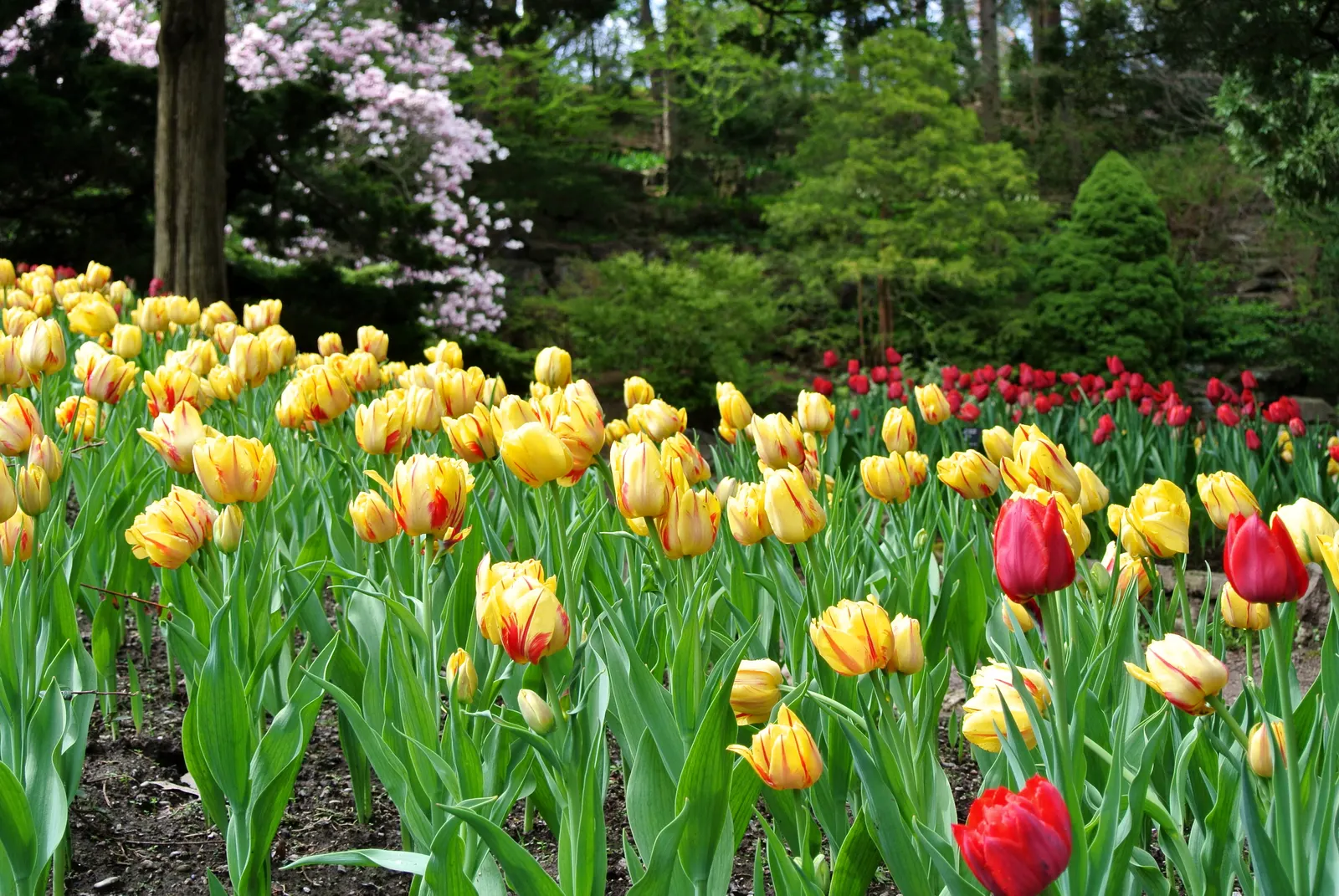 Botanical Tulip (Tulipa Turkestanica) — thriving in USDA hardiness zones 3-8; this diminutive tulip requires a well-drained soil medium that mimics, image 172