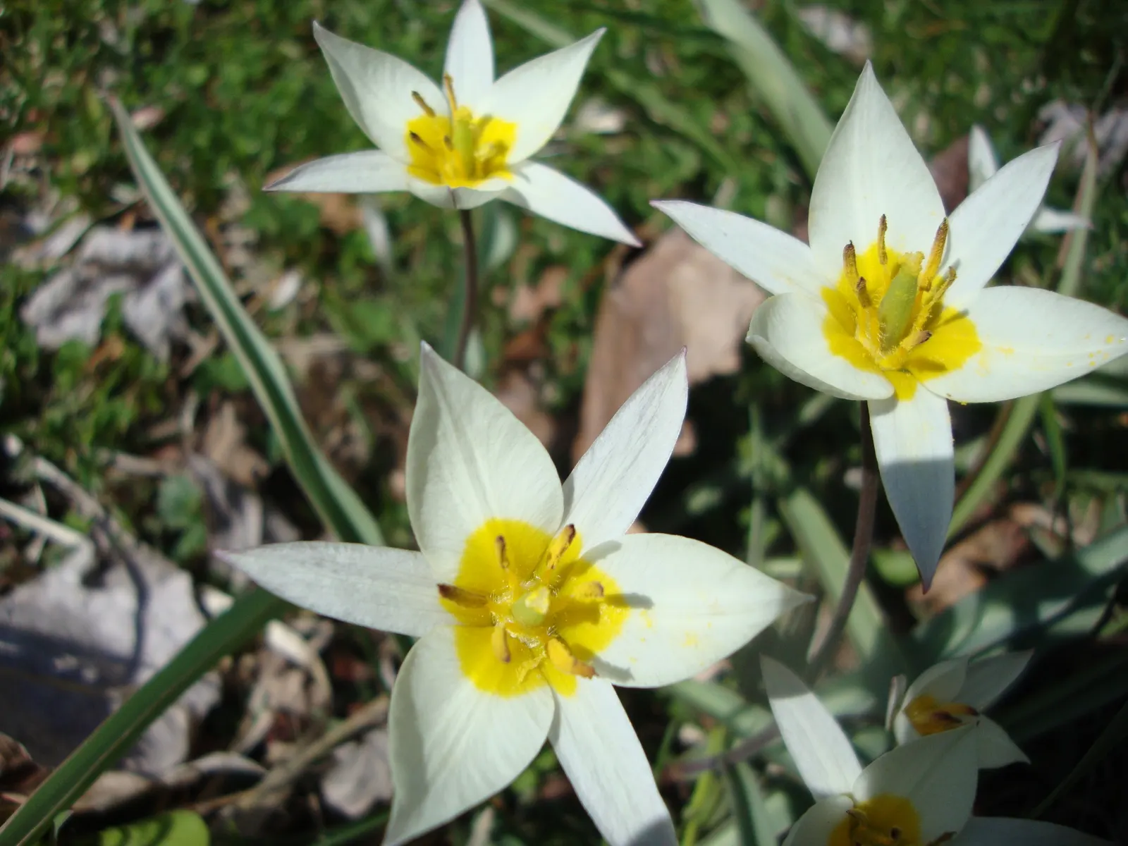 Botanical Tulip (Tulipa Turkestanica) — Ideal for rock gardens and front-of-border placement, offering a naturalized look, image 140