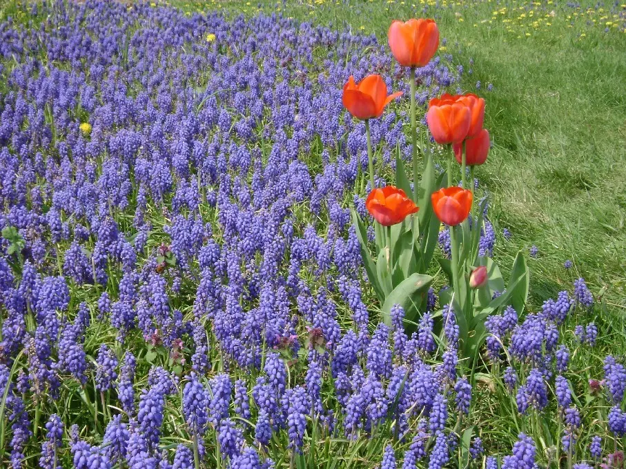 Botanical Tulip (Tulipa Turkestanica) — almost untamed look within their cultivated space; each flower measuring about 1.5-2 inches in diameter, image 103