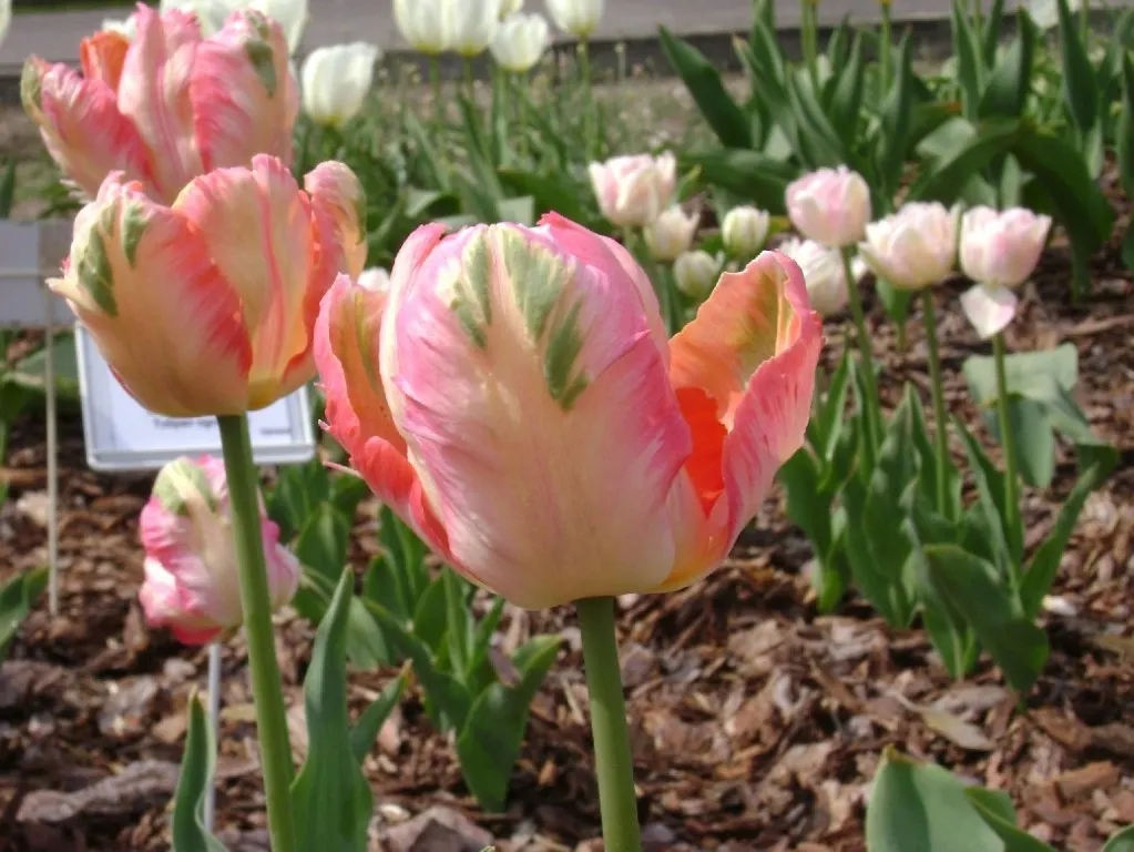 Botanical Tulip (Tulipa Turkestanica) — open wide under the sun\'s embrace; "Tulipa turkestanica" boasts multiple flowers per stem (up to 12), image 72