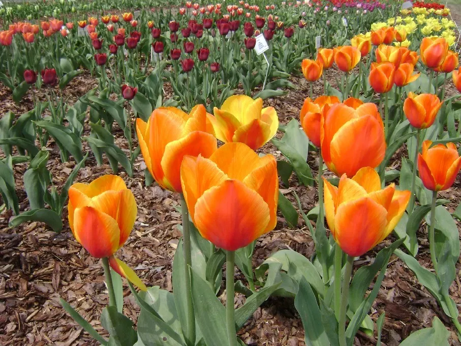 Botanical Tulip (Tulipa Turkestanica) — making it an excellent selection for areas where such pests are a concern; this diminutive species reaches, image 74
