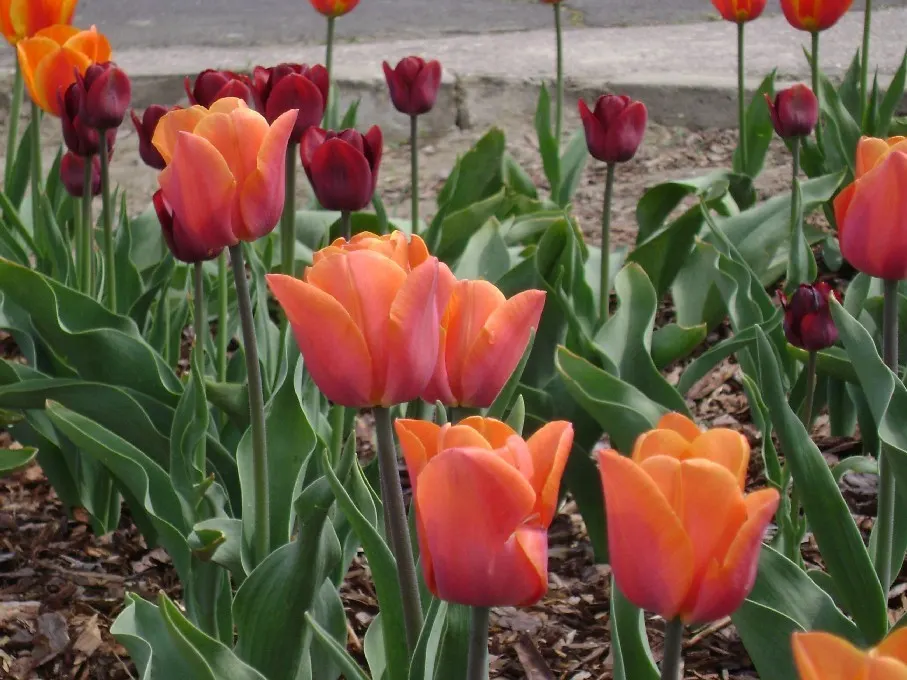 Botanical Tulip (Tulipa Turkestanica) — is a species native to Central Asia