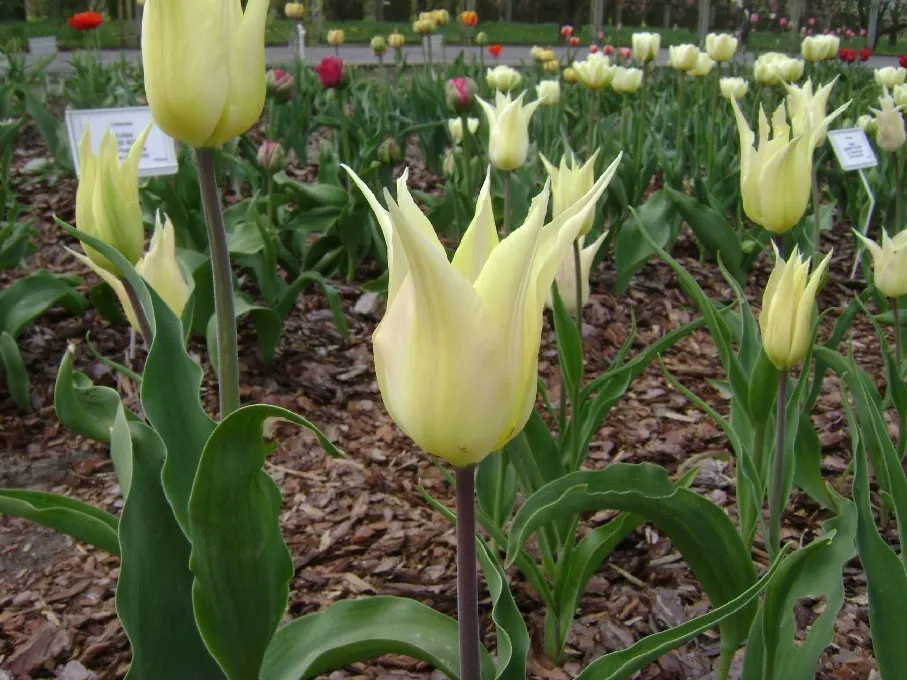 Botanical Tulip (Tulipa Turkestanica) — is a species native to Central Asia; the Botanical Tulip is relatively deer and rodent-resistant, image 115