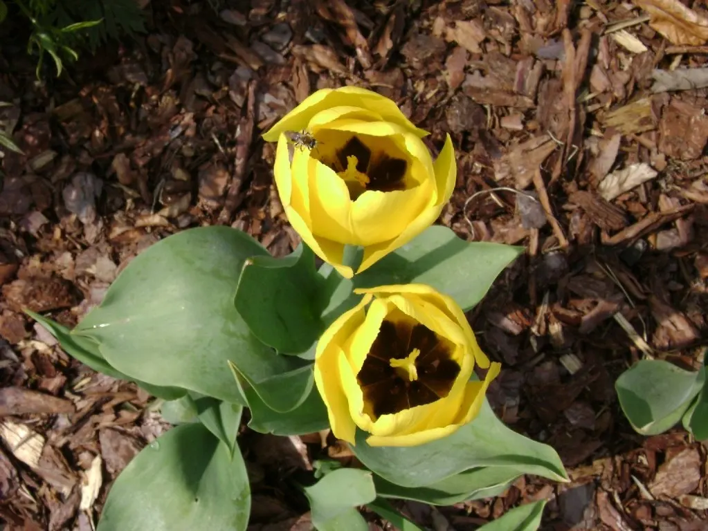 Botanical Tulip (Tulipa Turkestanica) — bulb for full or half; bringing a profusion of delicate blooms year after year, image 162