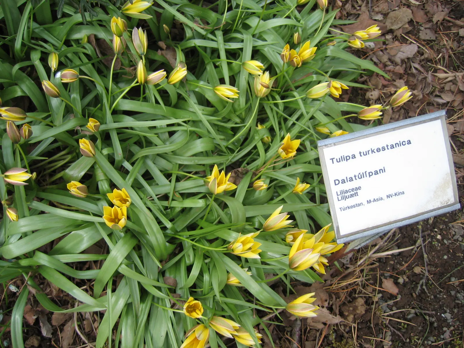 Botanical Tulip (Tulipa Turkestanica) — white and yellow flowers in the garden; thriving in USDA hardiness zones 3-8, image 79