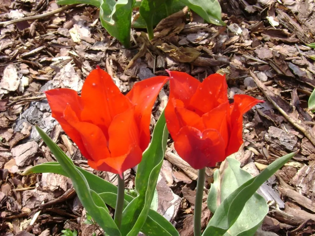 Botanical Tulip (Tulipa Turkestanica) — bringing a profusion of delicate blooms year after year; it boasts 1-12 star-shaped, cream to white flowers, image 186