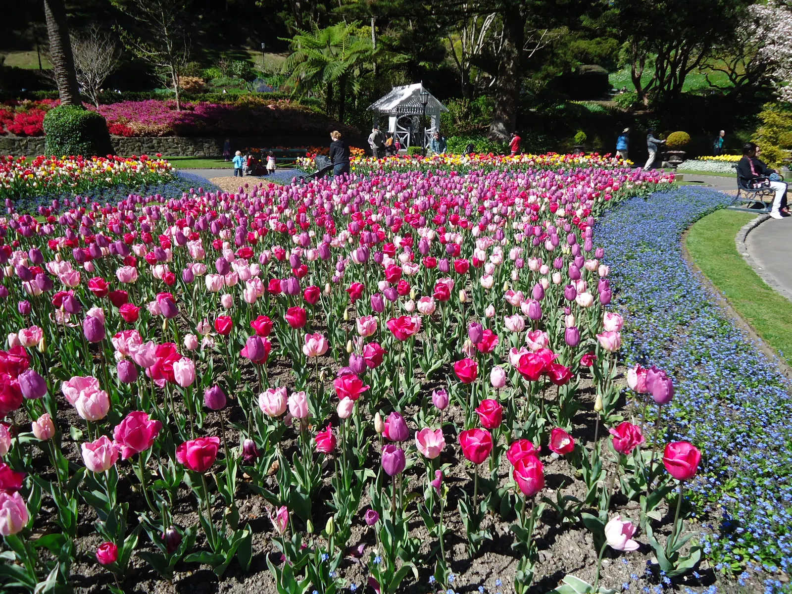 Botanical Tulip (Tulipa Turkestanica) — Thrives in full sun to partial shade, requiring well-drained soil; white and yellow flowers in the garden, image 58