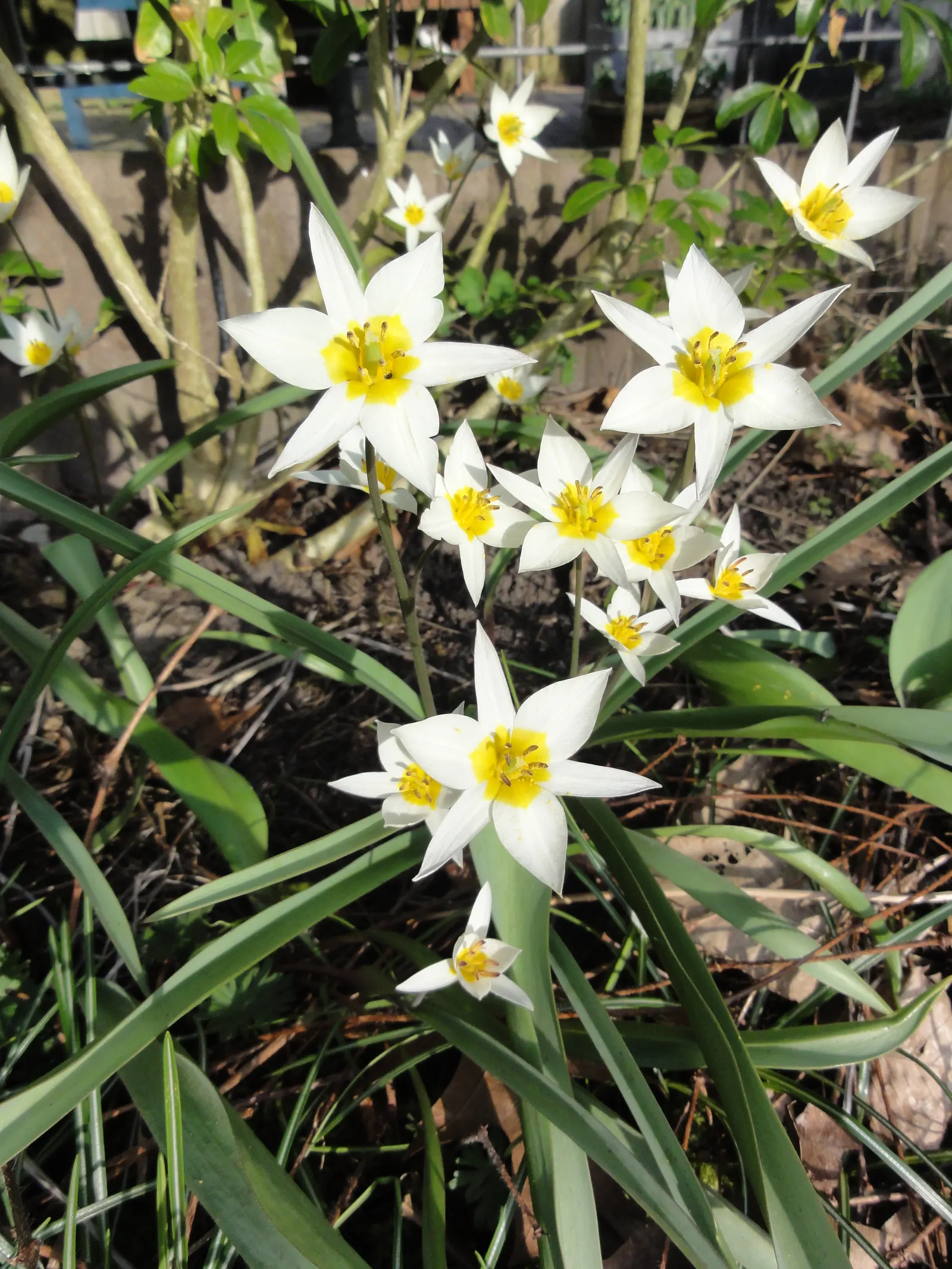 Botanical Tulip (Tulipa Turkestanica) — Thrives in full sun to partial shade, requiring well-drained soil
