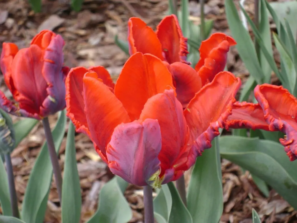 Botanical Tulip (Tulipa Turkestanica) — white and yellow flowers in the garden; thriving in USDA hardiness zones 3-8, image 160