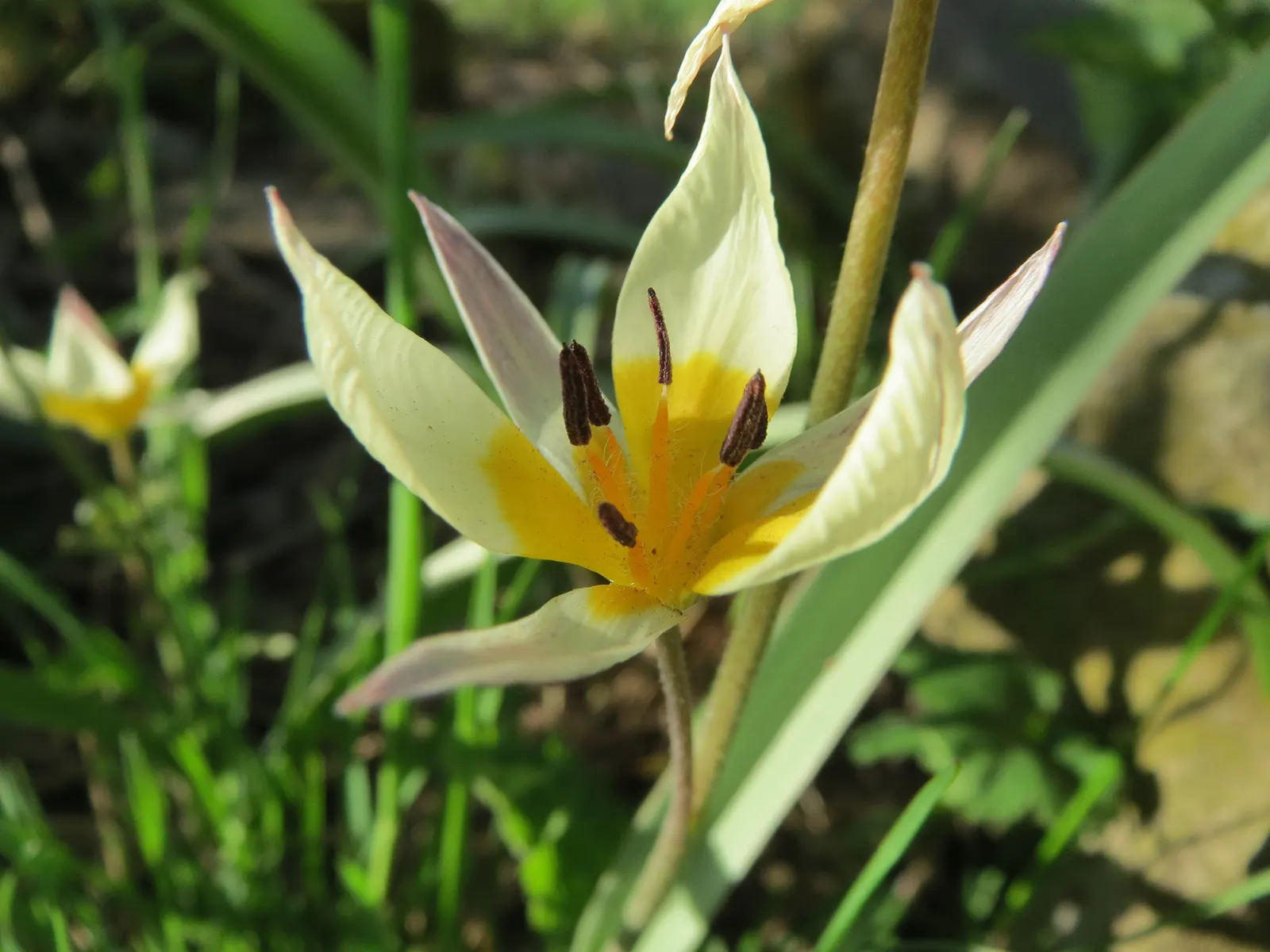 Botanical Tulip (Tulipa Turkestanica) — white and yellow flowers in the garden; thriving in USDA hardiness zones 3-8, image 133