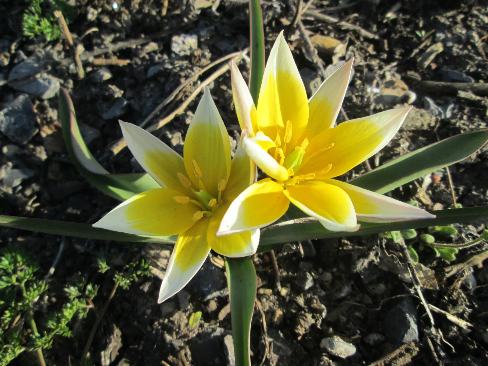 Botanical Tulip (Tulipa Turkestanica) — This charming species tulip is known for its understated elegance and resilience; a low-maintenance, image 63