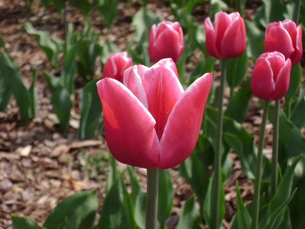 Botanical Tulip (Tulipa Turkestanica) — bringing a profusion of delicate blooms year after year
